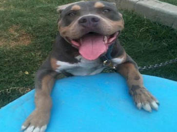 and tan PitBull pictures 1