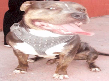 and tan PitBull pictures 13