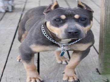 and tan PitBull pictures 15