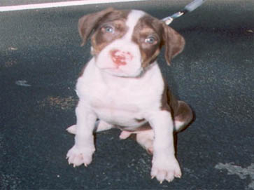 and tan PitBull puppy pictures 11