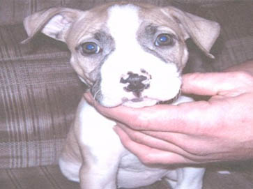 and tan PitBull puppy pictures 12