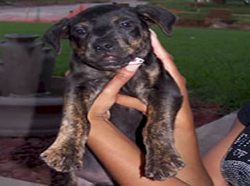 and tan PitBull puppy pictures 14