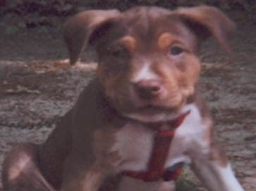 and tan PitBull puppy pictures 15