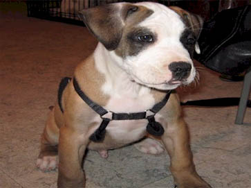 and tan PitBull puppy pictures 16