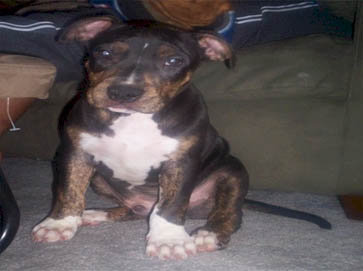 and tan PitBull puppy pictures 18
