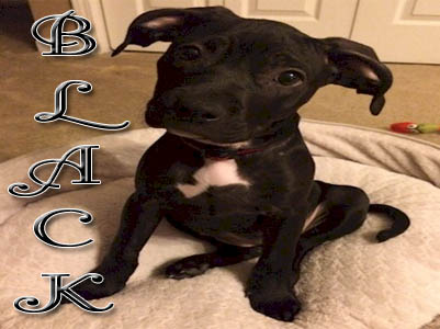 Black PitBull puppy pictures