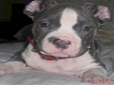 blue PitBull puppy pictures 11