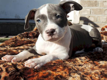 blue PitBull puppy pictures 12