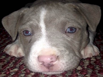 blue PitBull puppy pictures 13