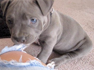 blue PitBull puppy pictures 17