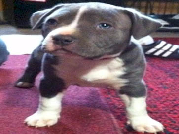 blue PitBull puppy pictures 18