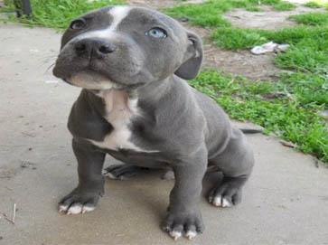 blue PitBull puppy pictures 2