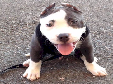 blue PitBull puppy pictures 3