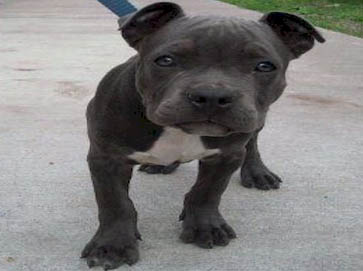 blue PitBull puppy pictures 4
