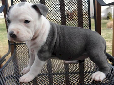 blue PitBull puppy pictures 7