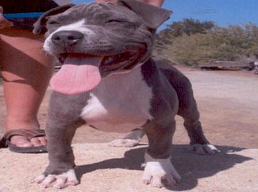 blue PitBull puppy pictures 8