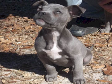 blue PitBull puppy pictures 9