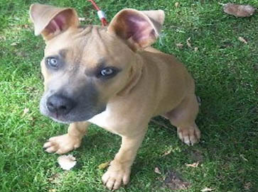 brown PitBull puppy pictures 13