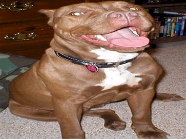 red PitBull pictures 11