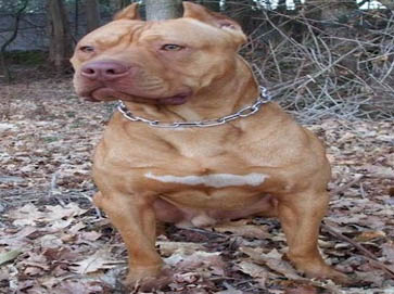 red PitBull pictures 13