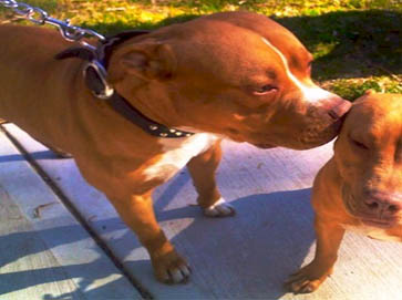 red PitBull pictures 15