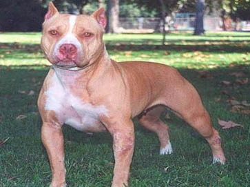 red PitBull pictures 9
