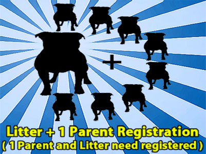 APBR PitBull plus litter registration